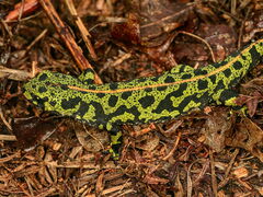 Triturus marmoratus