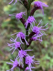Liatris spicata