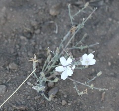 Stephanomeria exigua