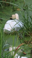 Cygnus olor