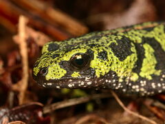 Triturus marmoratus