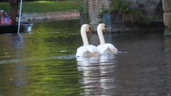 Cygnus olor