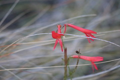 Penstemon labrosus