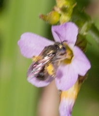 Dialictus
