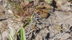 Castilleja sessiliflora