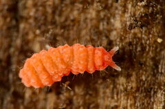 Bilobella