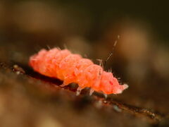 Bilobella