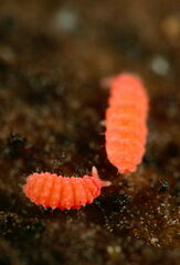 Bilobella