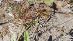 Castilleja sessiliflora