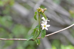 Diplolepis geminiflora