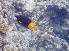 Siganus uspi