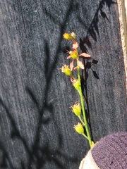 Galphimia angustifolia