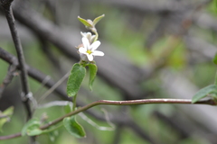 Diplolepis geminiflora