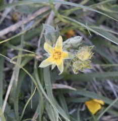 Potentilla gracilis