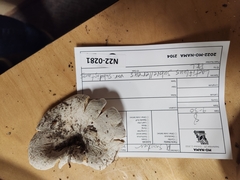 Lactifluus subvellereus