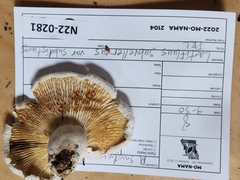 Lactifluus subvellereus