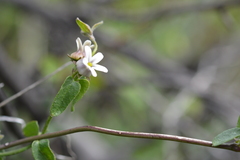 Diplolepis geminiflora