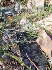 Galphimia angustifolia