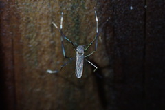 Wyeomyia vanduzeei