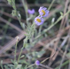 Erigeron divergens