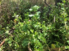 Scaevola albida