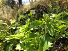 Scaevola albida