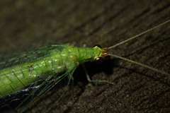 Leucochrysa floridana