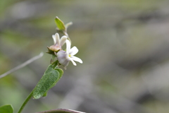 Diplolepis geminiflora
