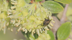 Epicoronimyia mundelli