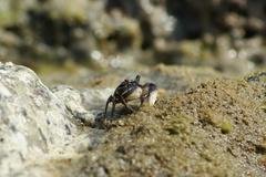 Pachygrapsus