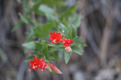 Epilobium canum