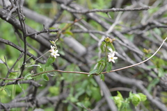 Diplolepis geminiflora