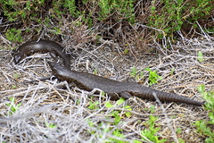 Egernia kingii