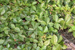 Rubus hispidus