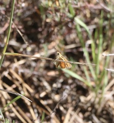 Hylephila phyleus