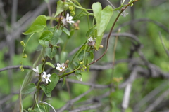 Diplolepis geminiflora
