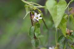 Diplolepis geminiflora