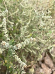 Aloysia