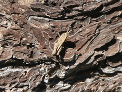 Chimarocephala pacifica