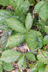 Rubus hispidus