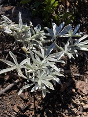 Lupinus obtusilobus