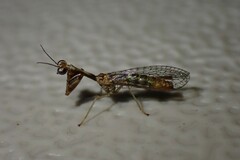 Leptomantispa pulchella