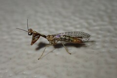Leptomantispa pulchella