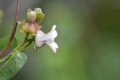 Diplolepis geminiflora