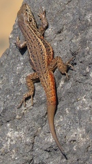 Liolaemus fuscus