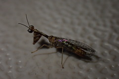 Leptomantispa pulchella