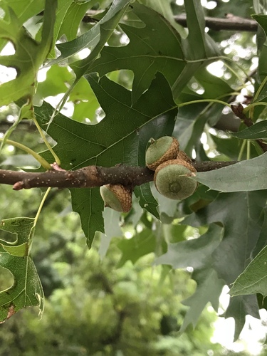 pin oak (Quercus palustris)