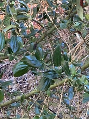 Ceanothus oliganthus sorediatus