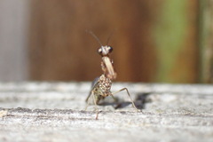 Leptomantispa pulchella