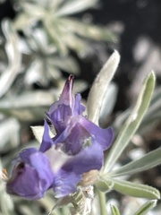 Lupinus obtusilobus